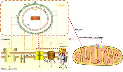 Mitochondrial DNA Depletion Syndrome and Its Associated Cardiac Disease
